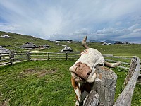 IMG 3799