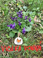 Poslové jara - poznáváme jarní květiny (3)
